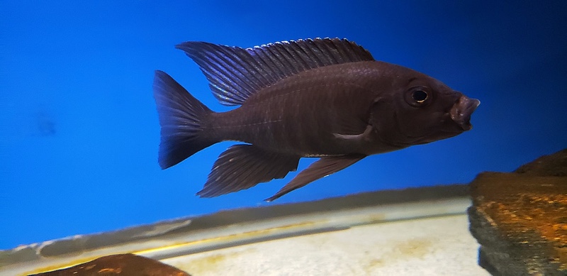 Copadichromis melas 'Mala Point'